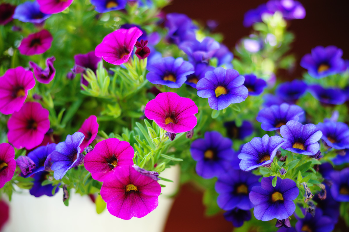 7 Flores de jardín para primavera