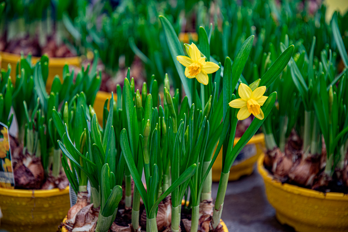 Plantar bulbos en primavera