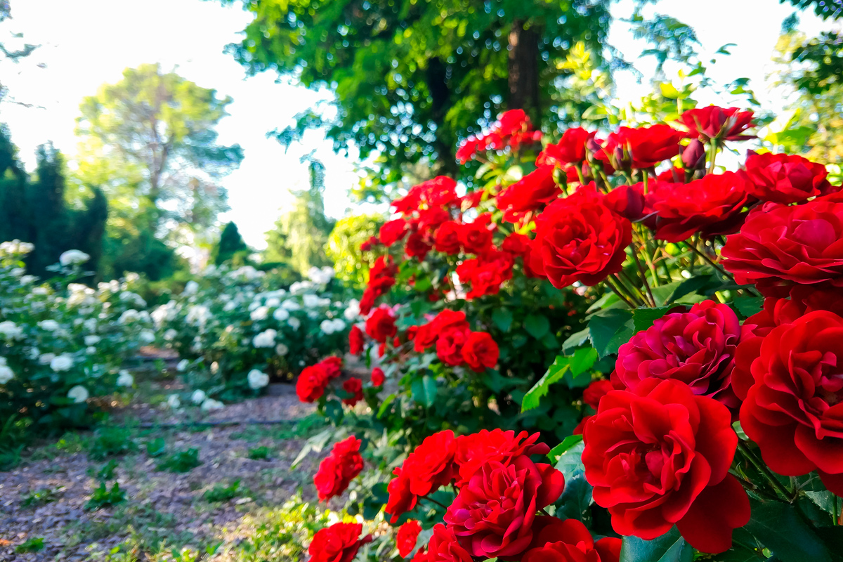 Consejos para tus rosas