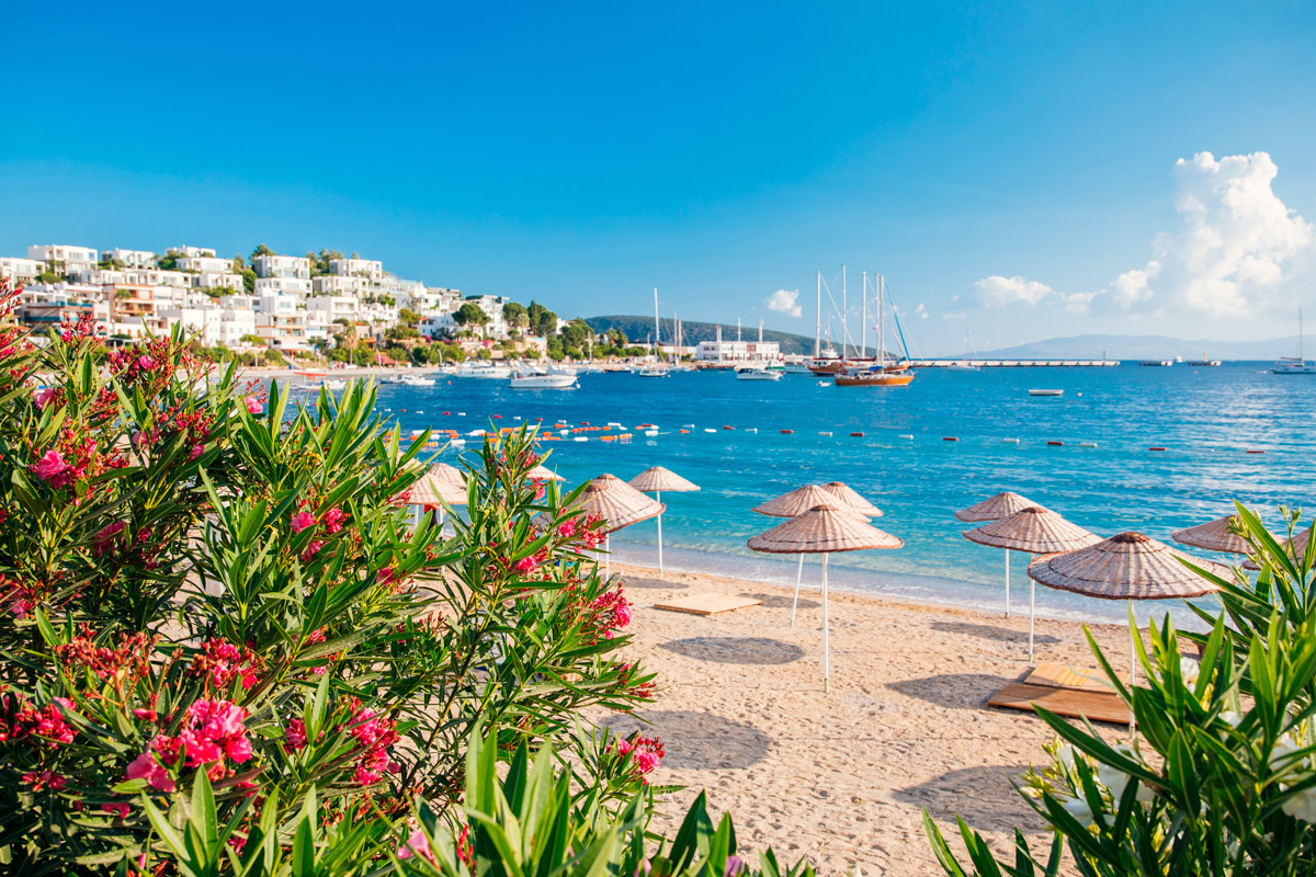 Prepara tu jardín junto al mar: ¿Qué plantar en zonas costeras?