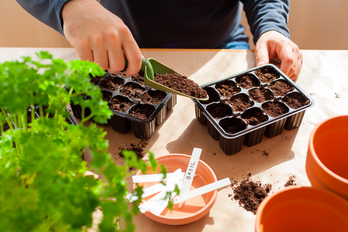 Tips para cultivar hortalizas todo el año